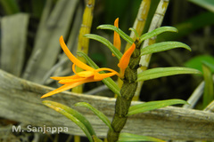 Dendrobium nutans